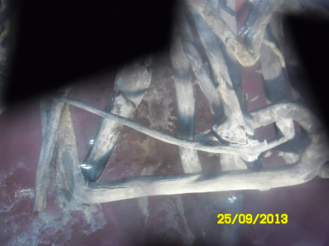 Tree Of Knowledge-Barcaldine必去景点