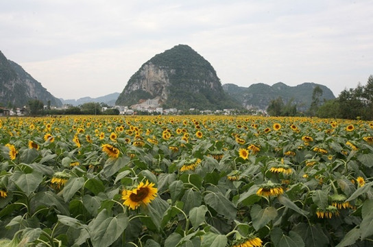 百万葵园-广州市必去景点