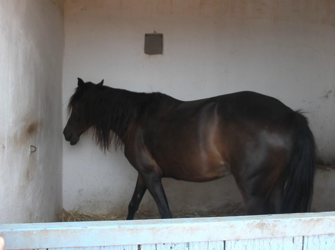 Club Hippique le Barry-卡萨布兰卡必去景点