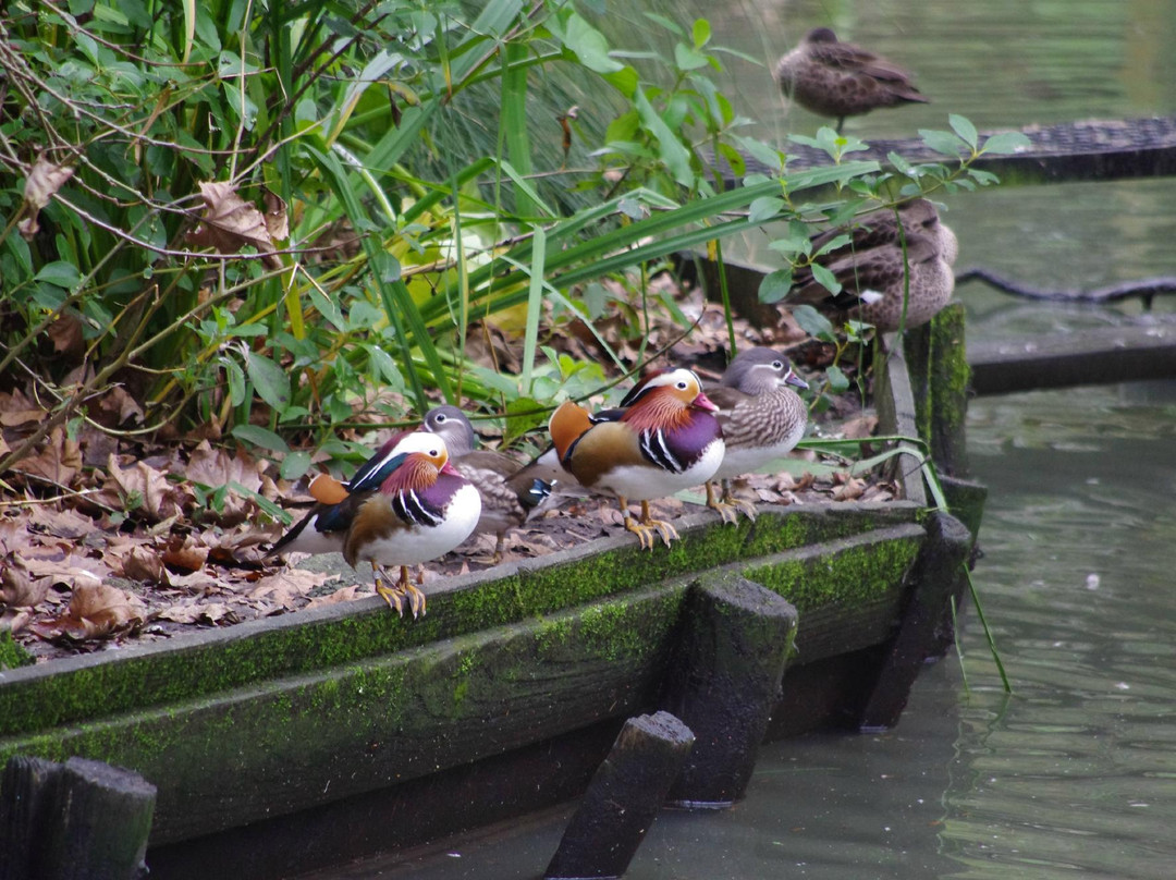 汉密尔顿动物园-汉密尔顿必去景点