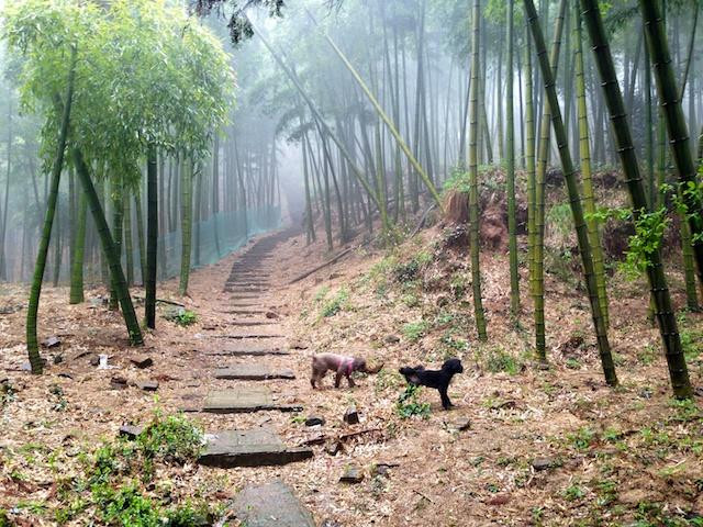 莫干山风景区-德清县必去景点