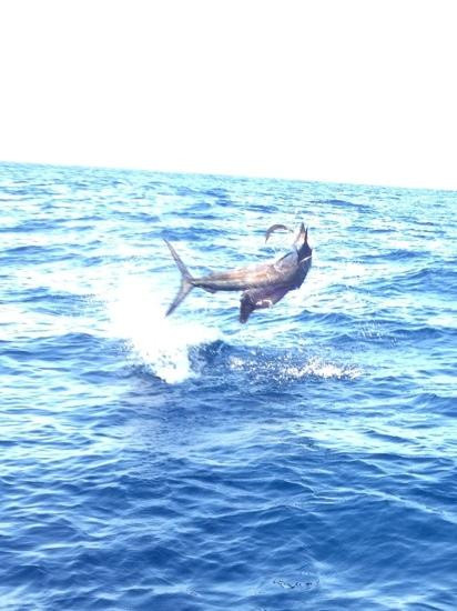 Kingfisher Sportfishing景点图片