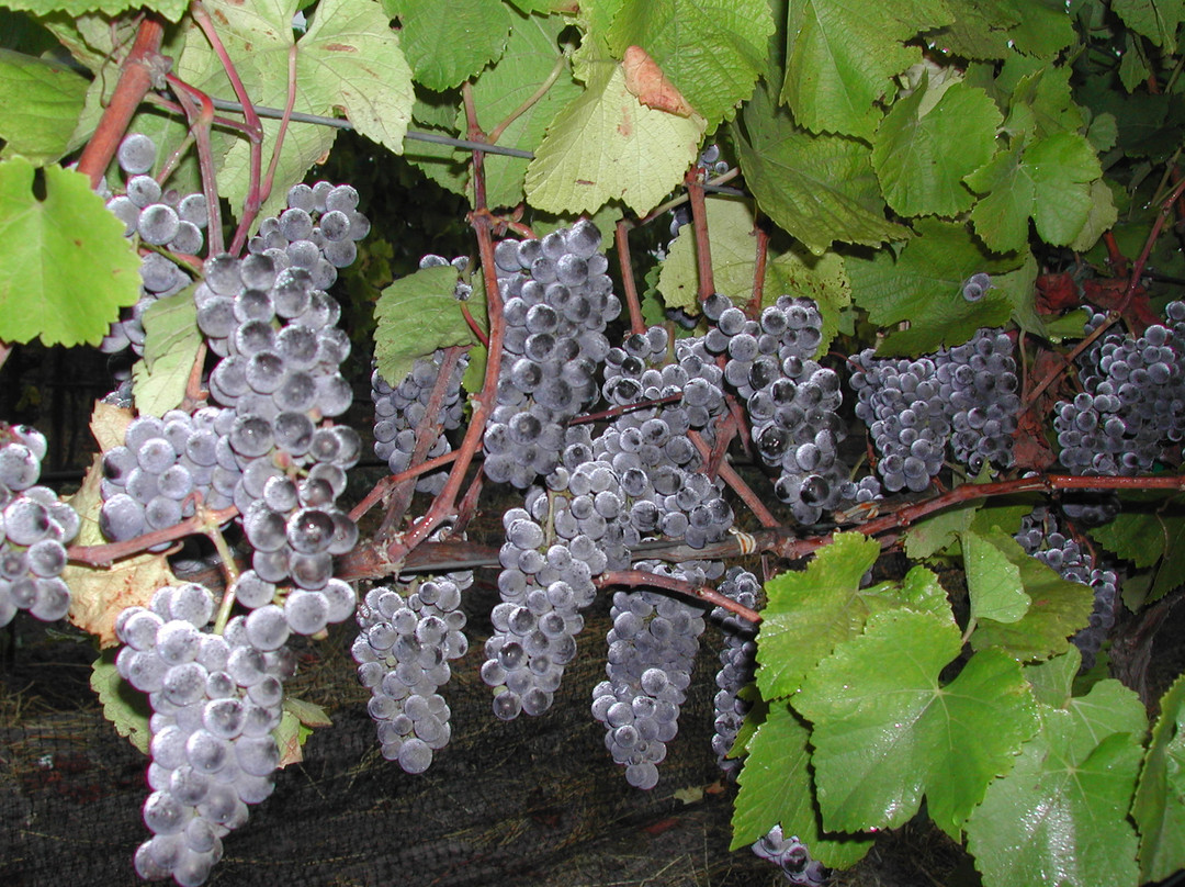 Clos Pepe Clos Pepe Vineyardsand Estate Wines-隆波克必去景点