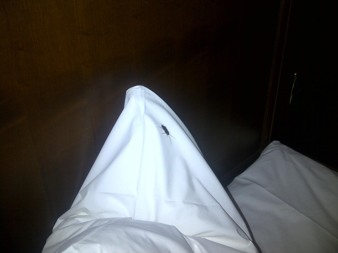 Hotel President TG Mures主图