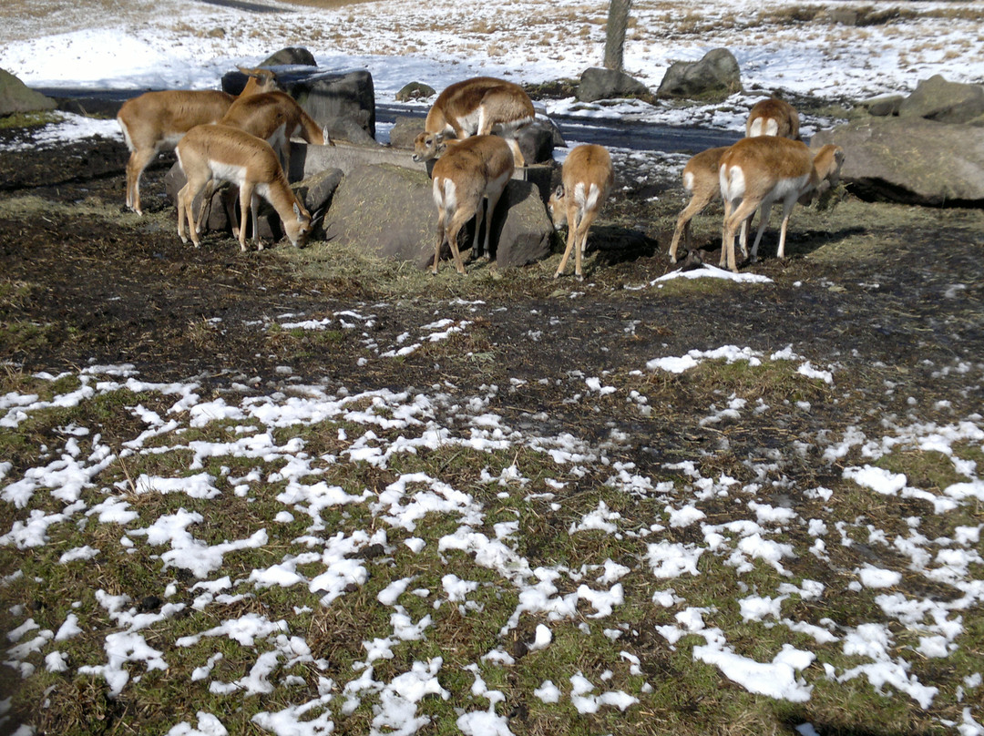 African Safari-宇佐市必去景点
