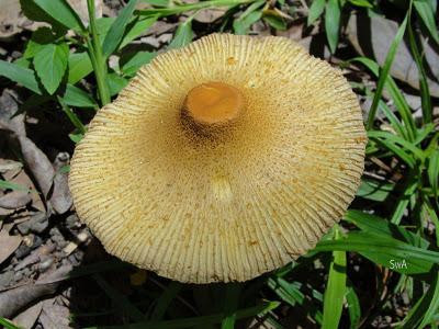 Bosque Santa Lucia-Santarem必去景点