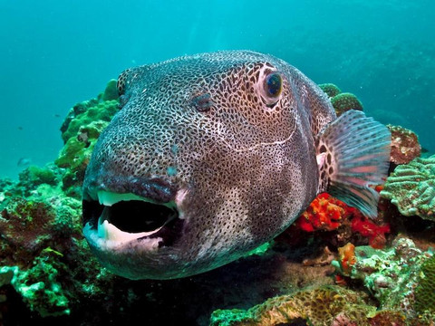 Flip Flop Divers-兰塔岛必去景点