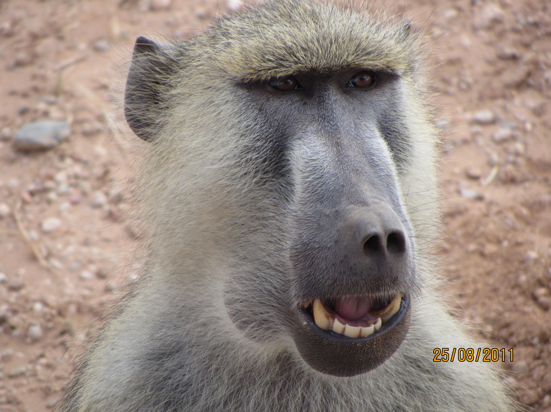 Freezone Safari-马林地必去景点