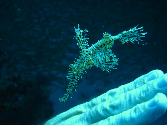 Flip Flop Divers-兰塔岛必去景点