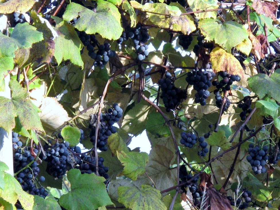 Lake Erie Wine Country景点图片