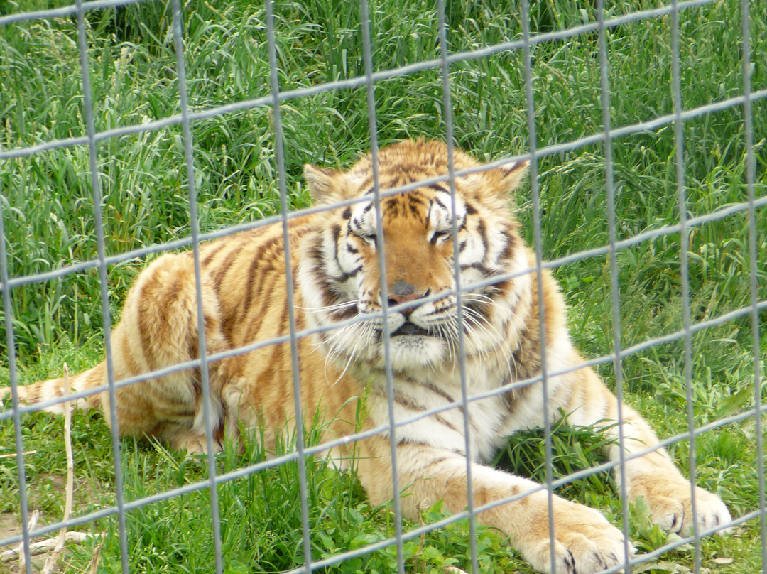 Wisconsin Big Cat Rescue景点图片