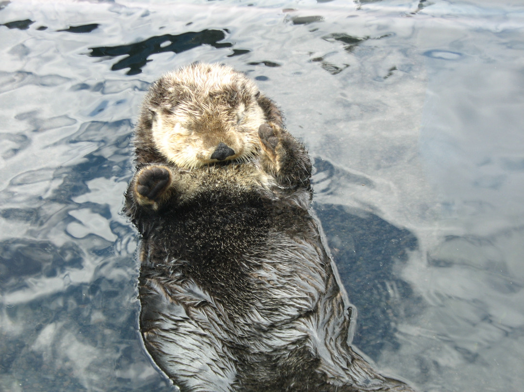 温哥华水族馆-温哥华必去景点