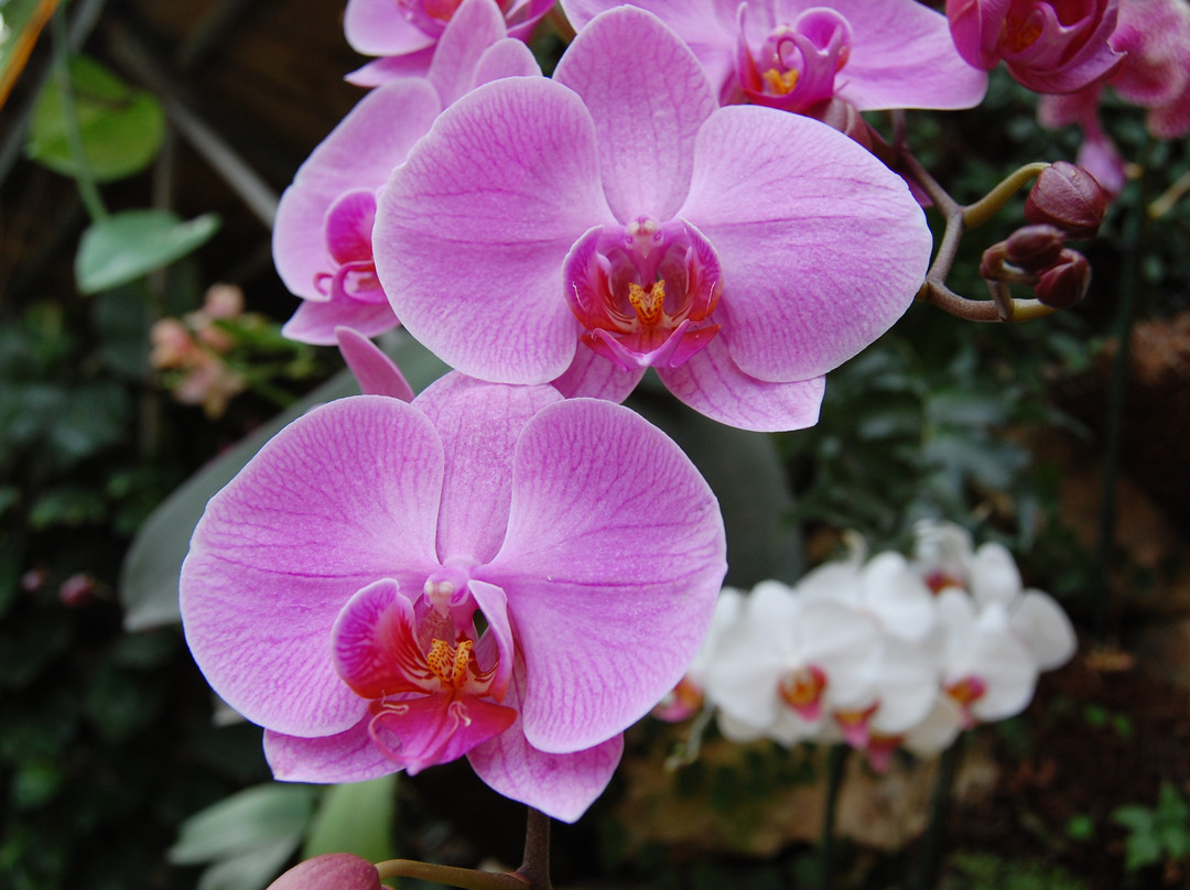 Utopia Orchid Park-Bahan必去景点