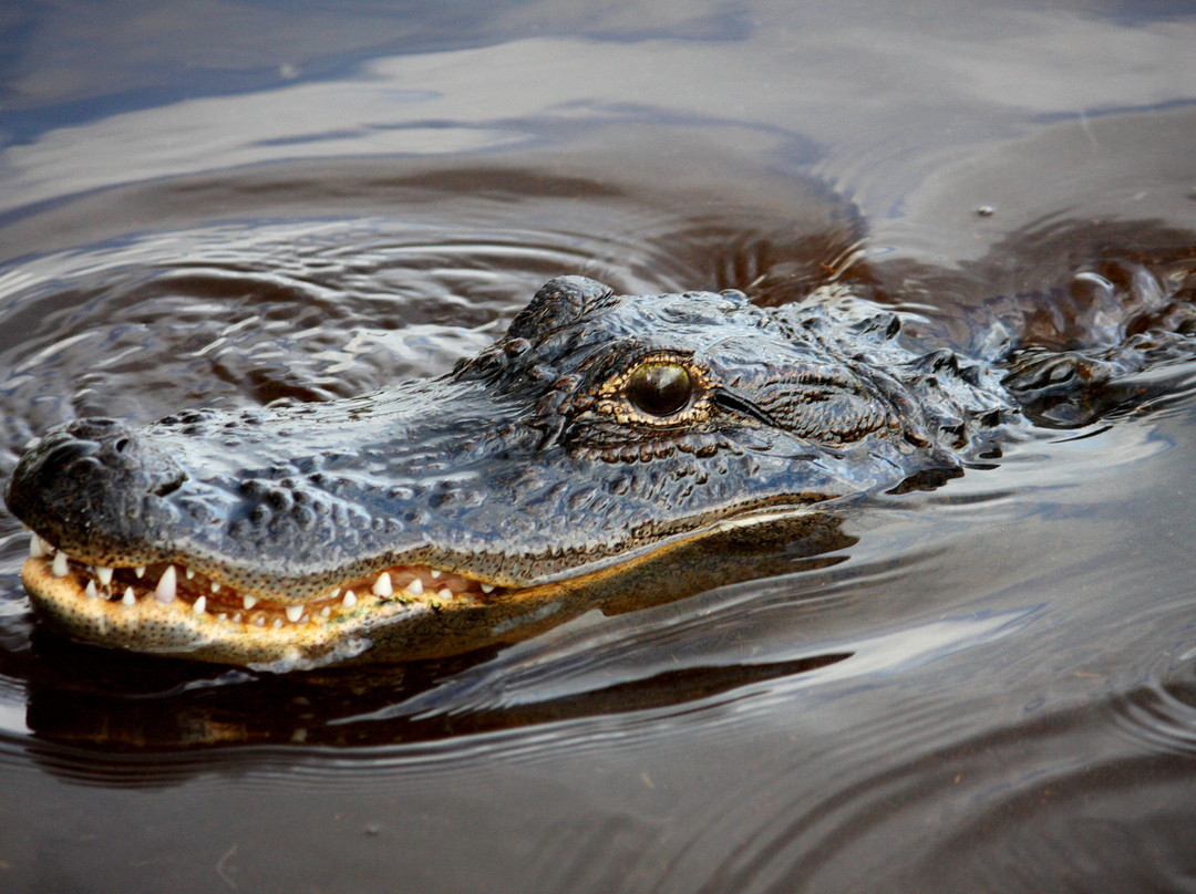 Ride The Wind Private Airboat Charters-韦斯顿必去景点