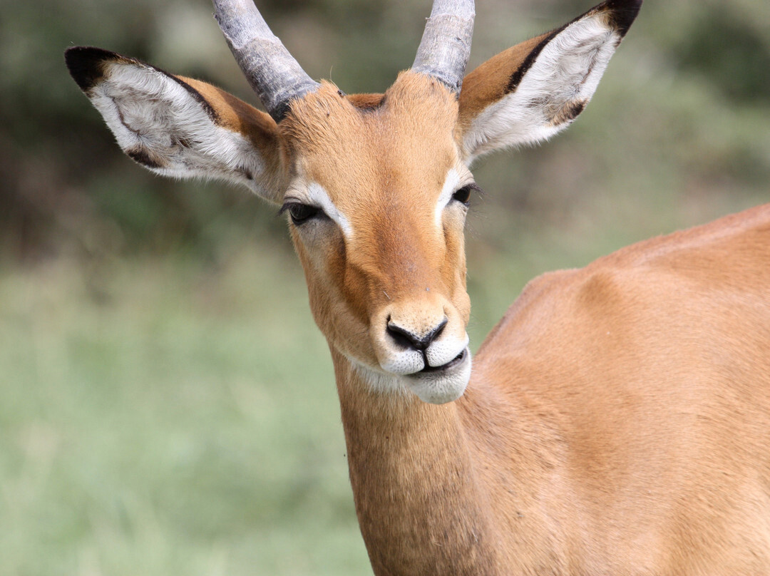 Pollman's Tours & Safaris-蒙巴萨必去景点