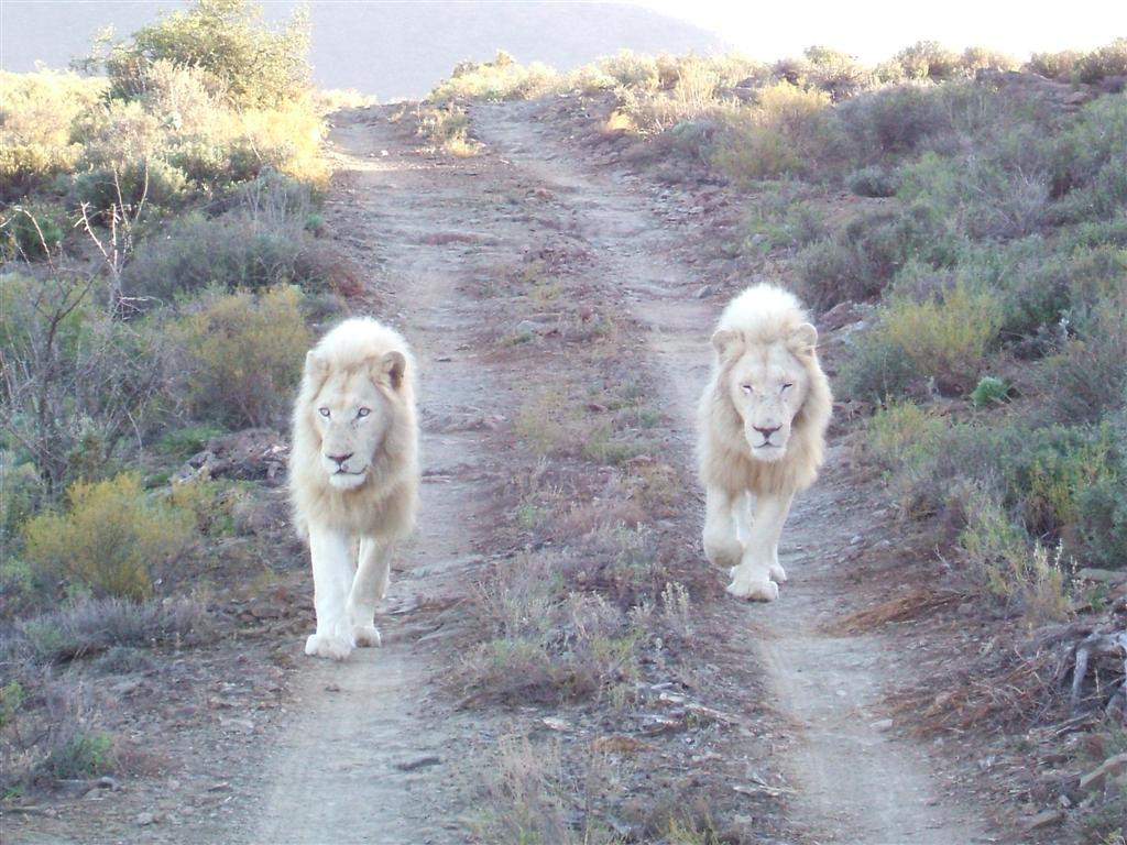Sanbona Wildlife Reserve-蒙提古必去景点