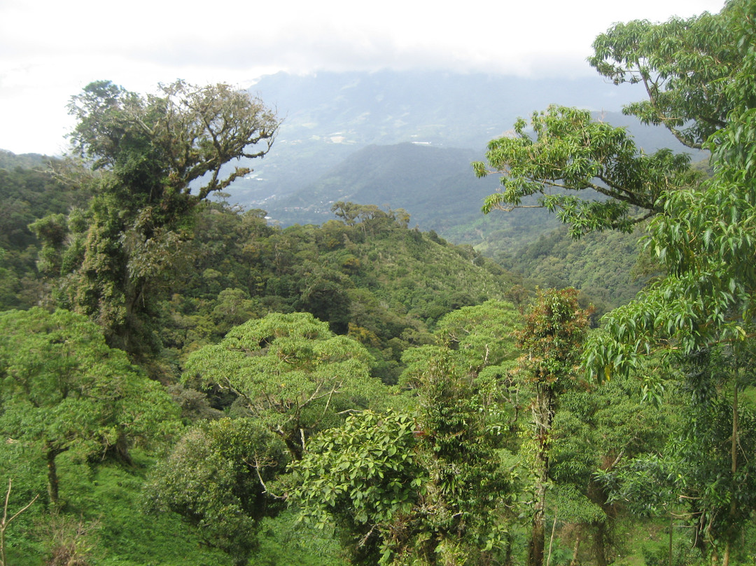 Tree Trek Boquete景点图片
