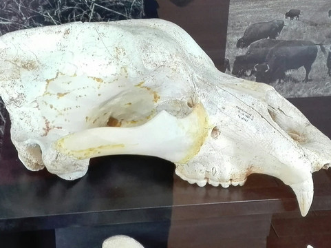 Musée de la Préhistoire du Vercors-Vassieux-en-Vercors必去景点