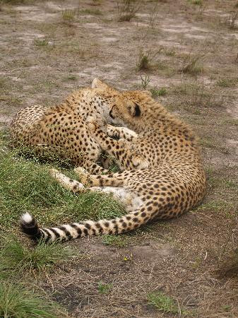 Tenikwa Wildlife Awareness Centre-The Crags必去景点