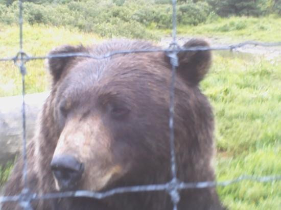 Big Game Alaska-戈德伍德必去景点