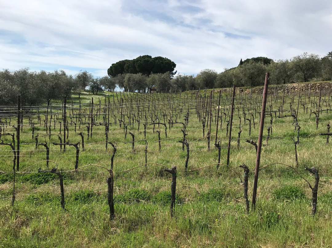 Castello di Lamole主图