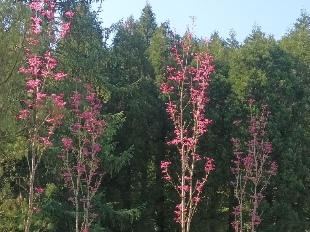 Arboretum De Lyons-la-forêt景点图片