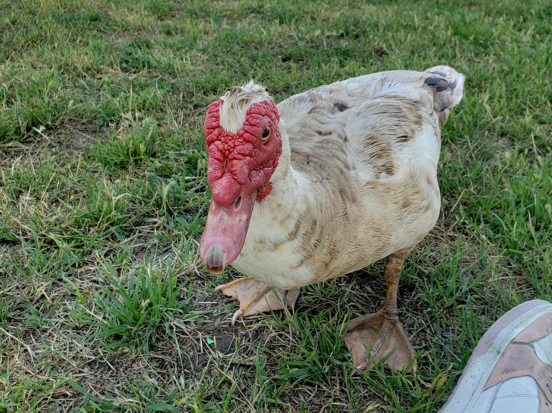 Prado Regional Park-奇诺必去景点