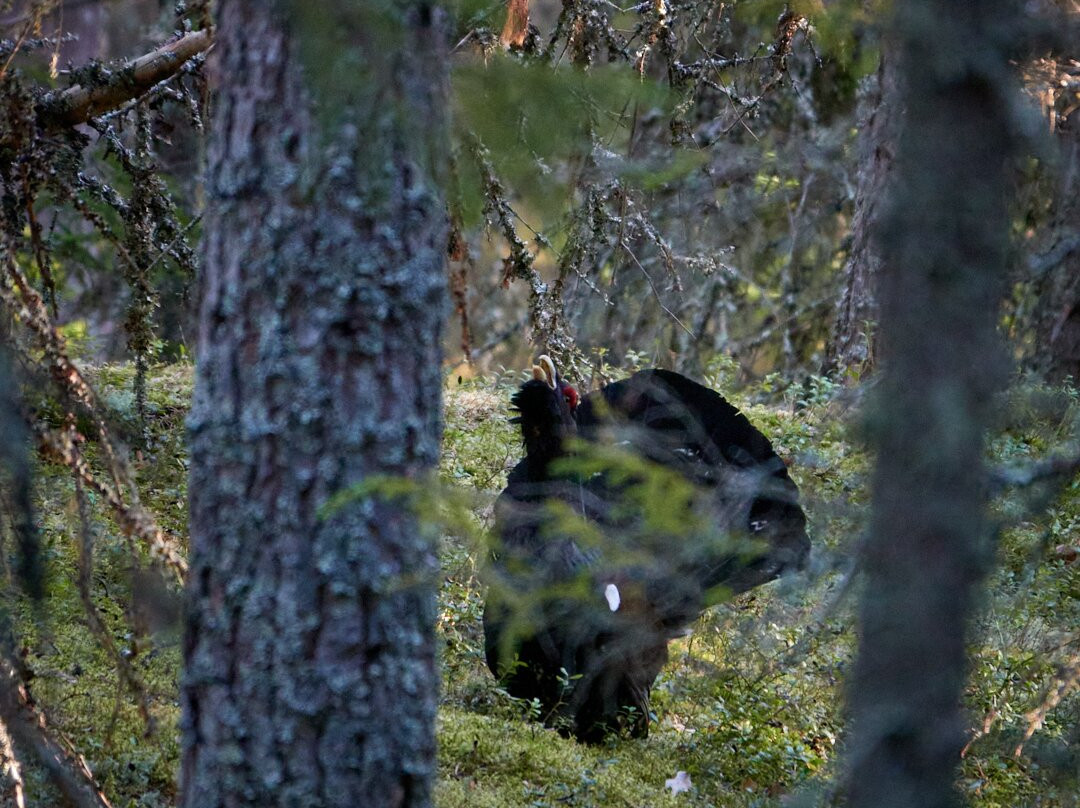 Nordic Safari Sweden景点图片