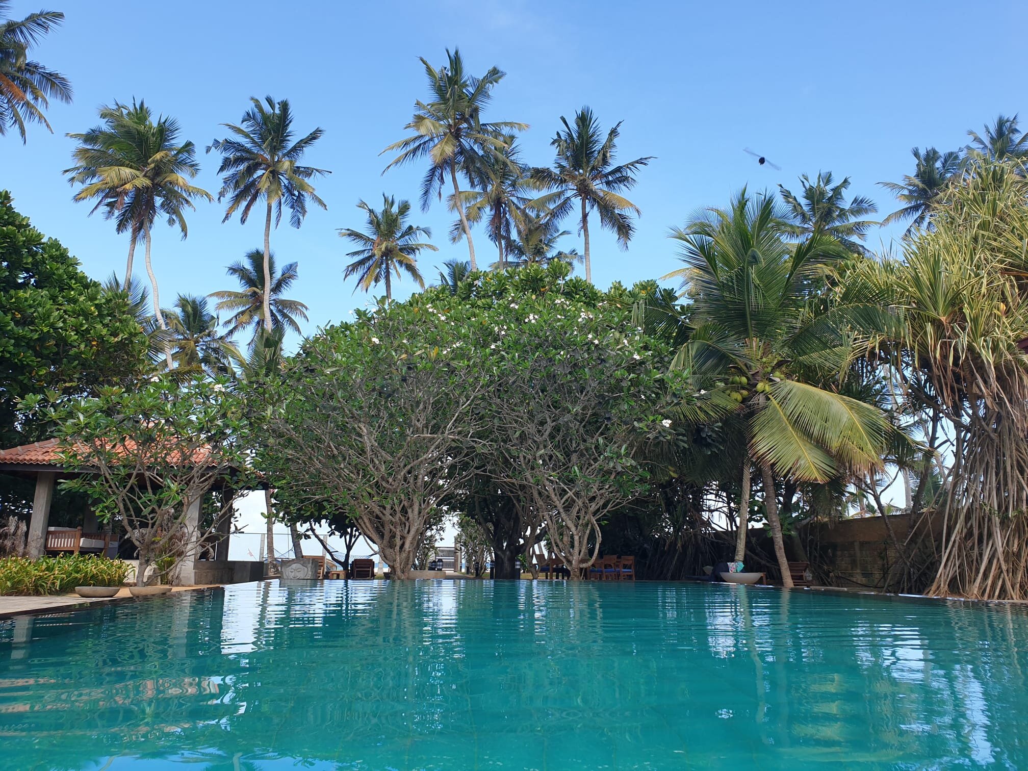 Roman Life Ayurveda Resort-泳池