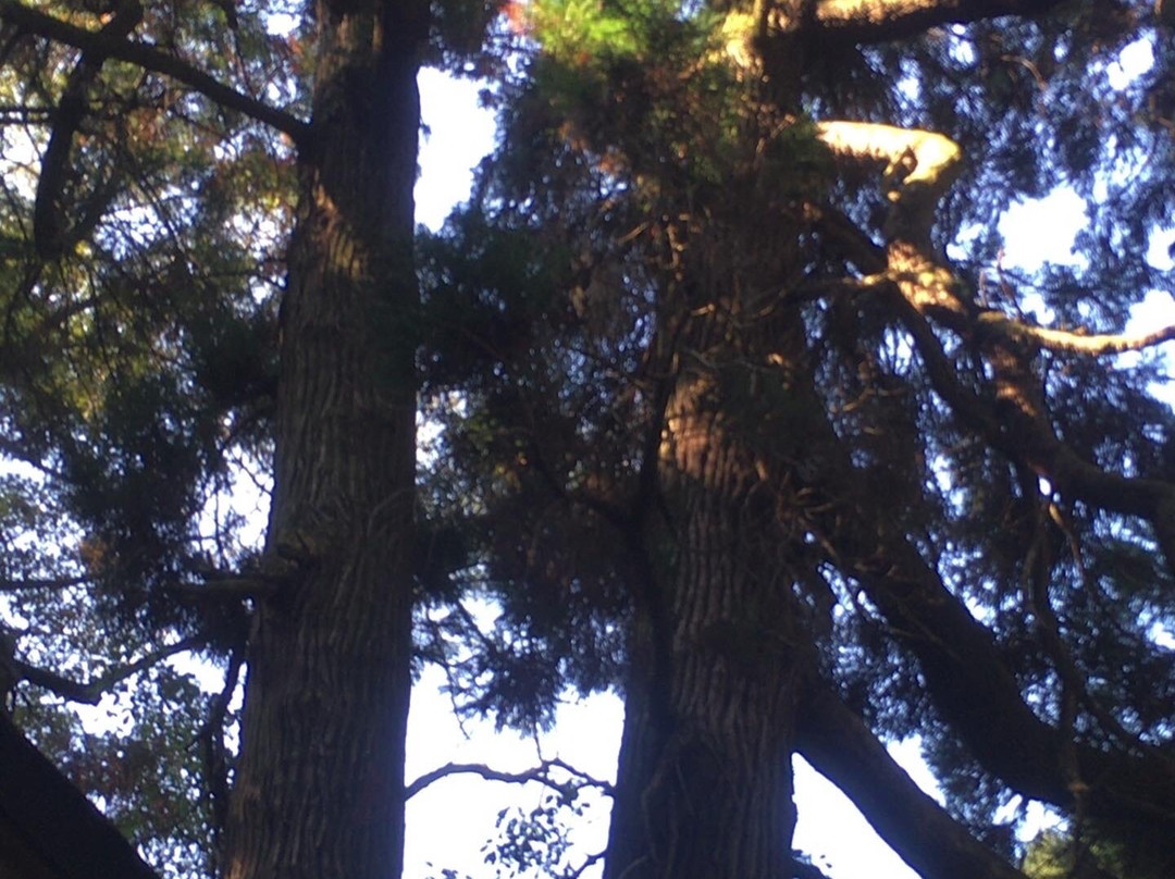Shinryu Hachidaio Shrine-菊池市必去景点