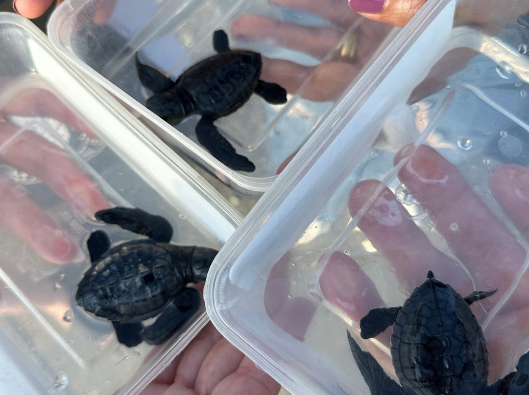 巴厘岛海龟协会-库塔必去景点