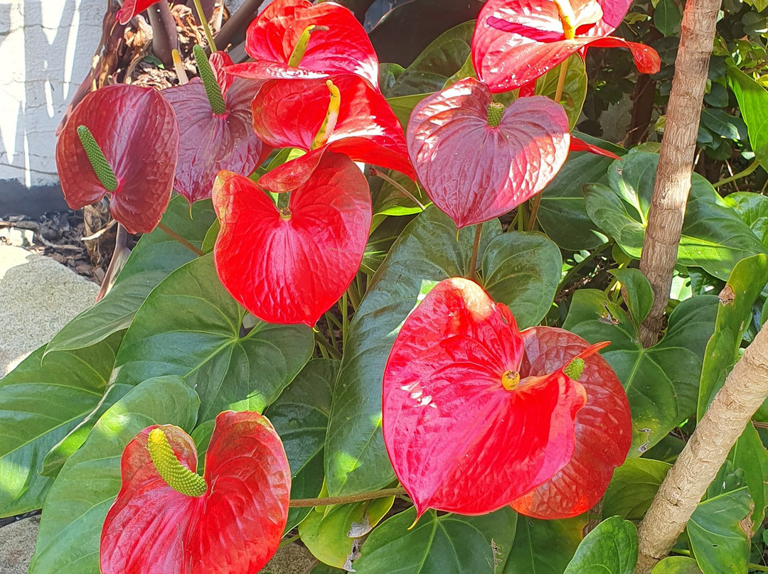 Element on Coolum Beach主图