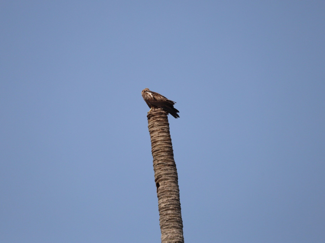 Blue Jelly Marina主图