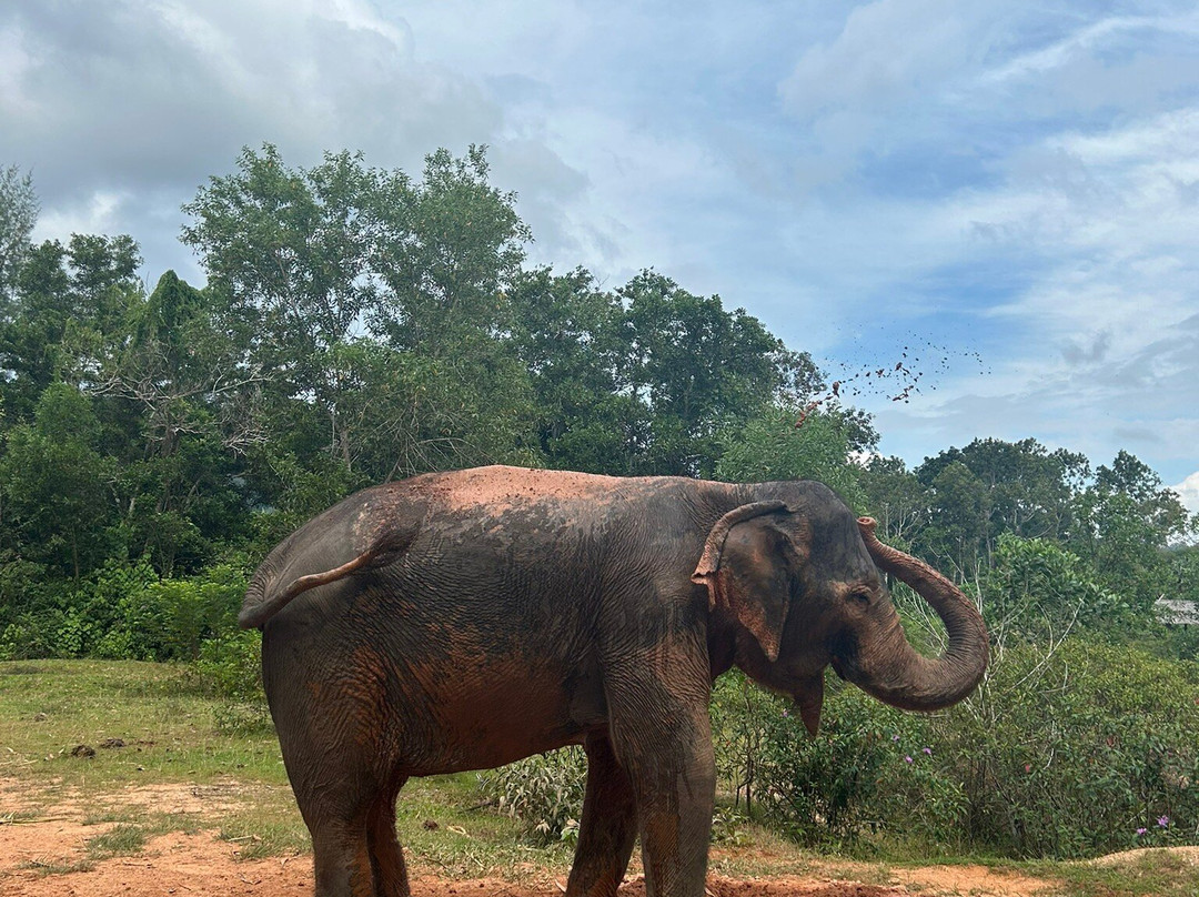 Phuket Elephant House Sanctuary景点图片