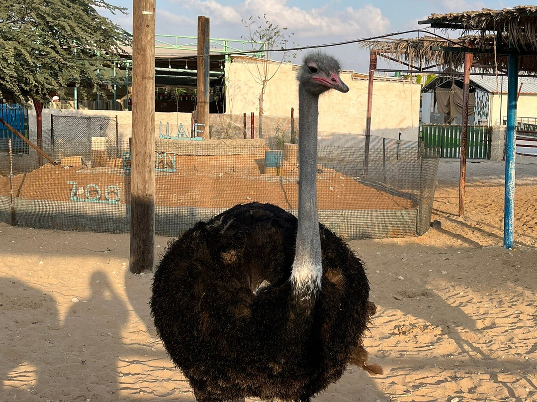 UAE Pygmy Zoo-阿治曼必去景点