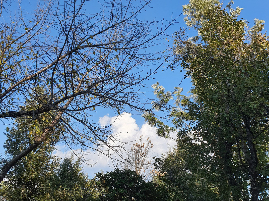 Himalayan Village Sonapani主图