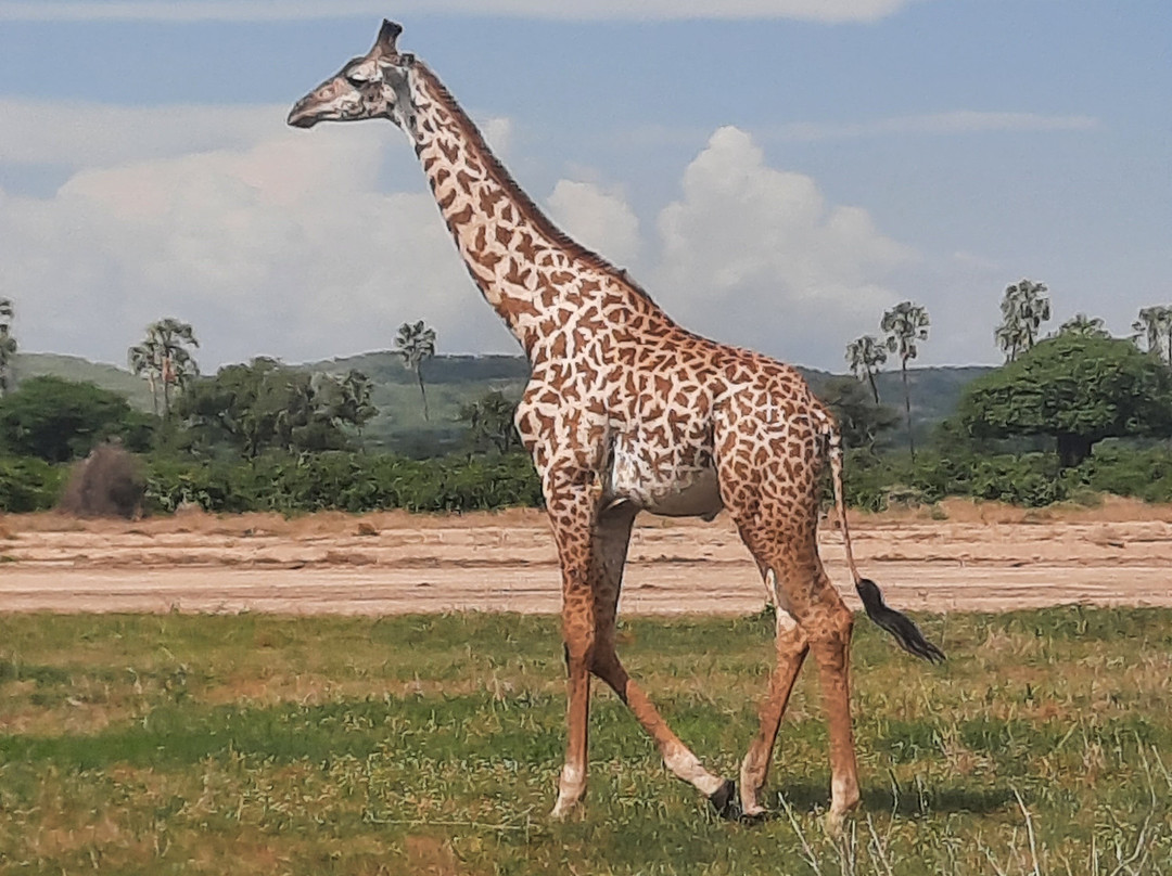 Mothalands Safari Tours Ltd-Iringa必去景点