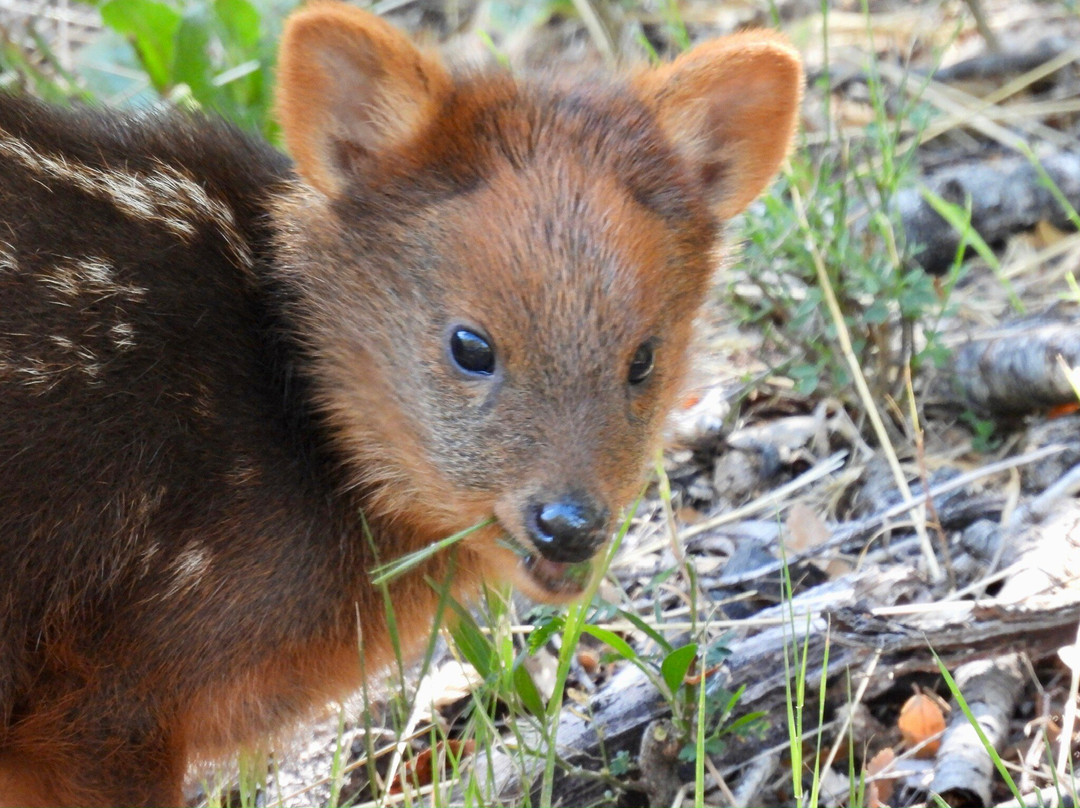 Chile Shore Tours-蒙特港必去景点