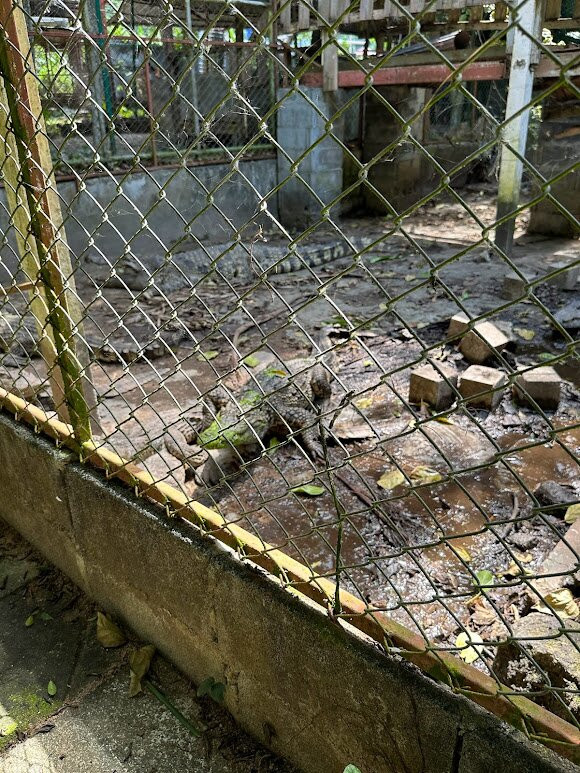 Samui Monkey Centre-利巴诺伊必去景点