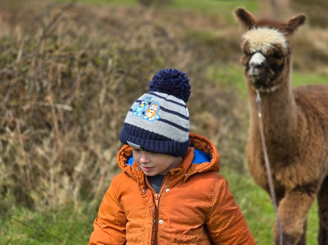 Seaside Alpacas West Cork景点图片