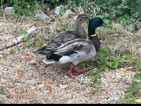 Best Western Kent Narrows Inn主图