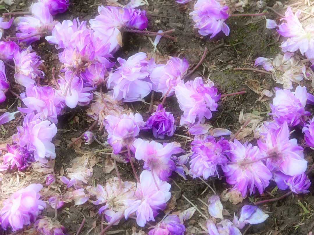 Yokosuka City Iris Flower Garden景点图片