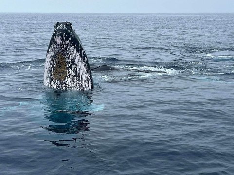 Tahi Tonga-努库阿洛法必去景点