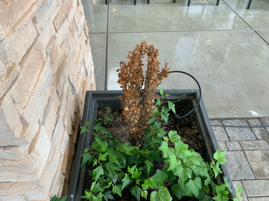 Holiday Inn Express & Suites Huntsville â Space Center by IHG主图