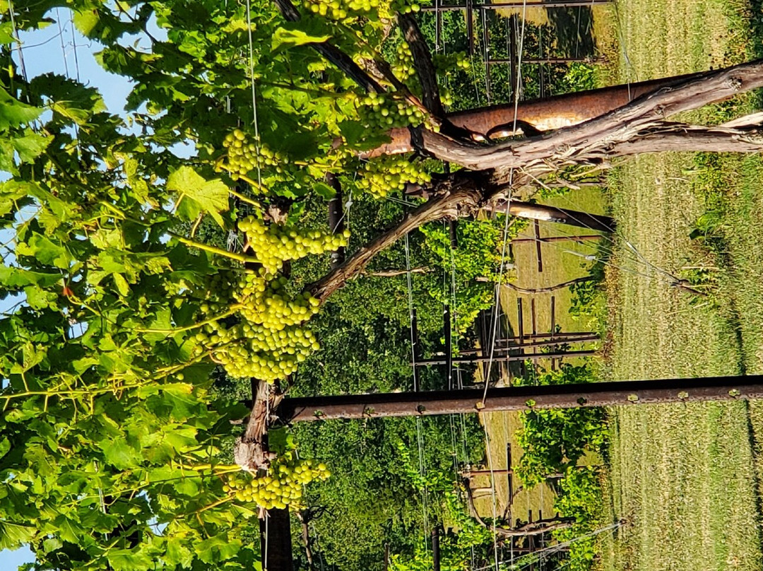 Amber Falls Winery & Cellars-Hampshire必去景点