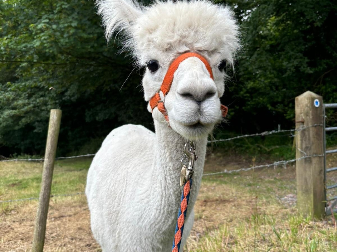 Bearhouse Alpacas-Sidbury必去景点