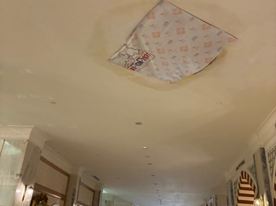 Paloma Foresta主图