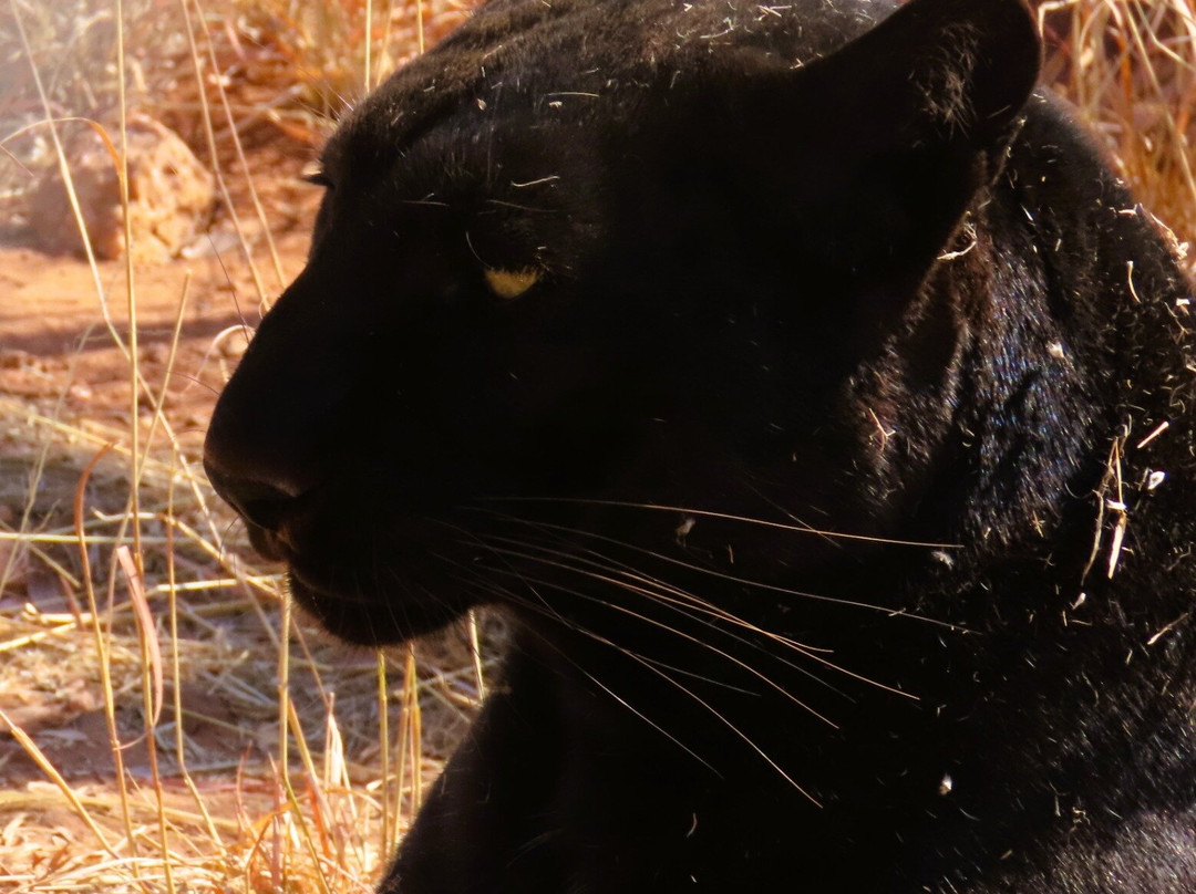 Cheetah Experience (ZA Cheetah Conservation)-贝拉贝拉必去景点