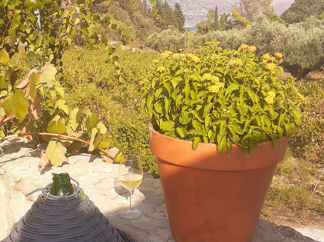 Sclavos Wines-Lixouri必去景点