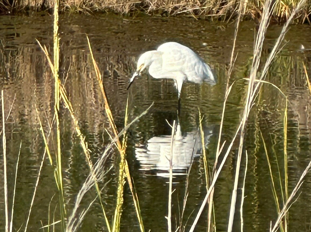 Gordons Pond-里霍博斯比奇必去景点